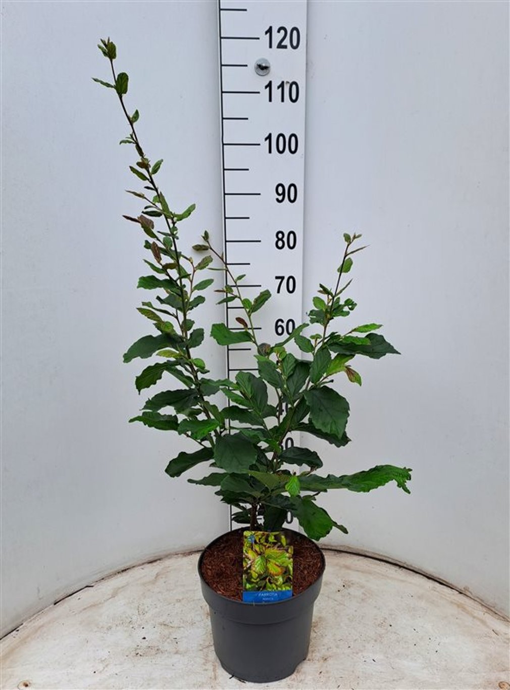 Parrotia persica - C7.5 60-80 CM